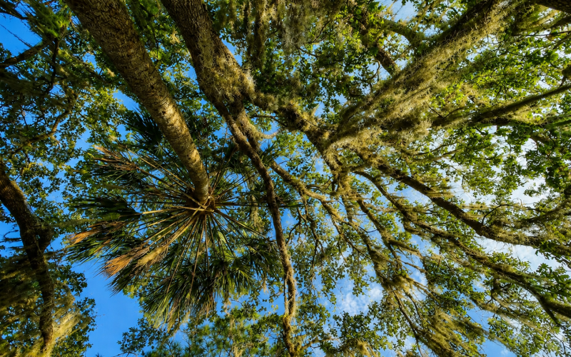 Florida trees cahill