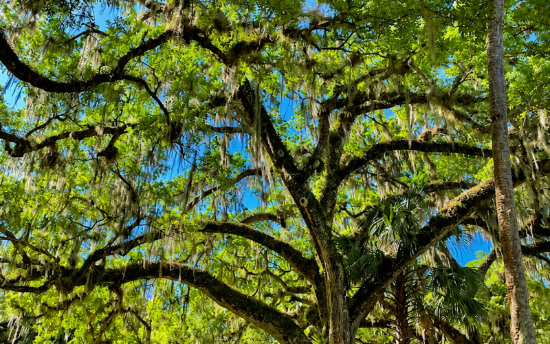 beautiful Oak cahill