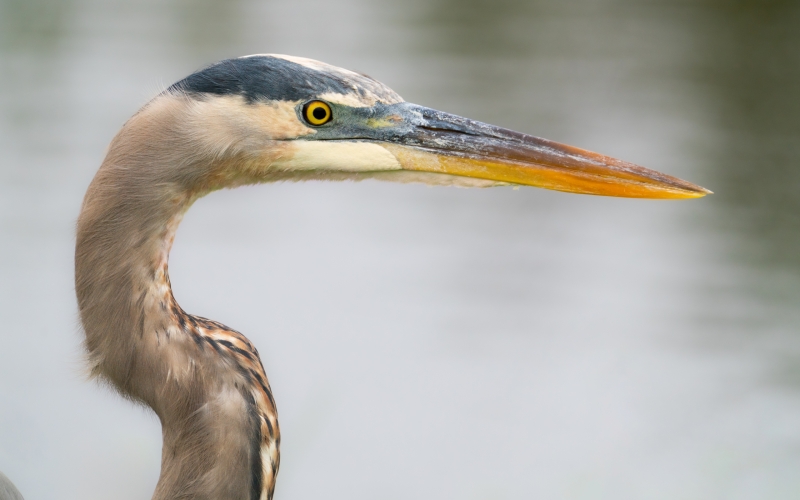 A great blue heron located in Pollk County, Florida