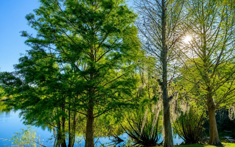 serene_lakeside_with_cypress_trees cahill