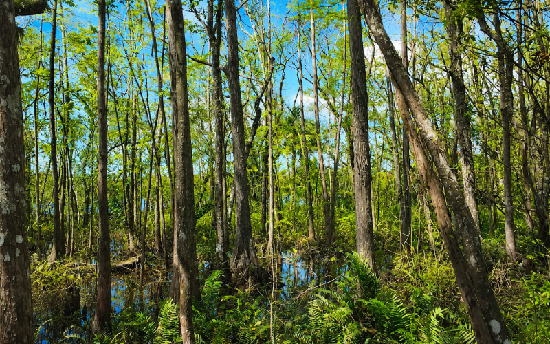 six mile slough cahill