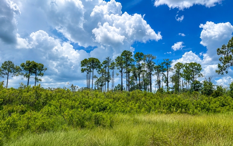 vibrant_scrubland_under_dramatic_sky cahill